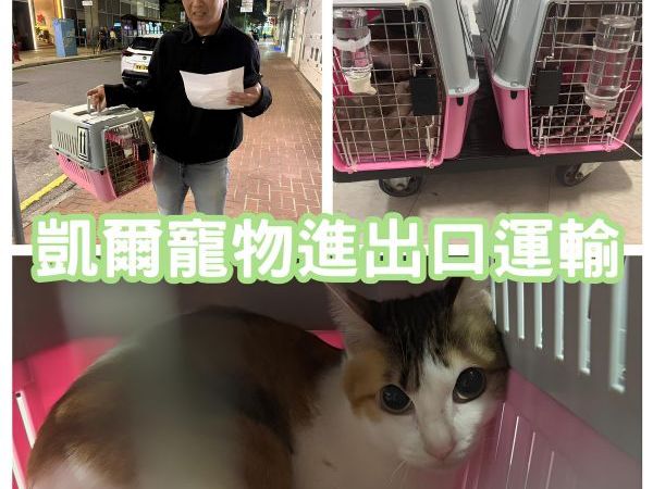 2025/01/25『香港』貓咪台灣飛香港定居囉~~~